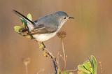 Blue-gray Gnatcatcher_39178